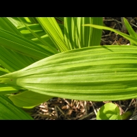 Bletilla striata (fam Orchidacees) (Chine) (4)